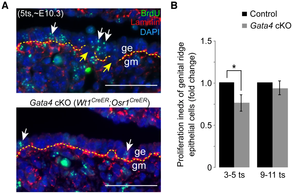 <i>Gata4</i> deficiency impairs epithelial proliferation and basement membrane breakdown.