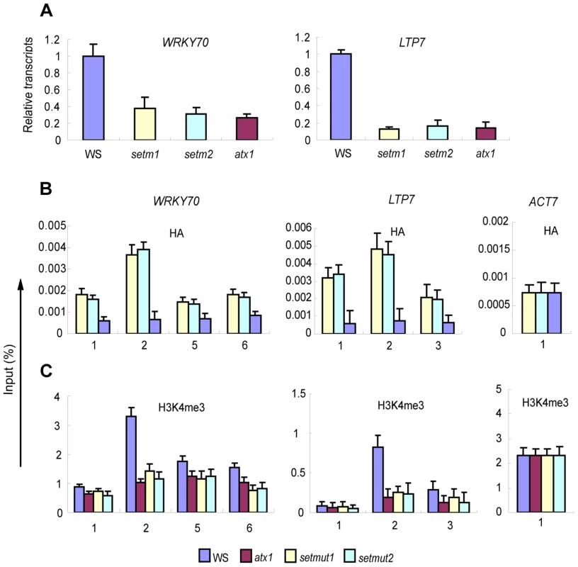 Transcriptional responses of <i>WRKY70</i> and <i>LTP7</i> genes and the amount of HA-tagged ATX1-set and H3K4me3 at these genes in different backgrounds.