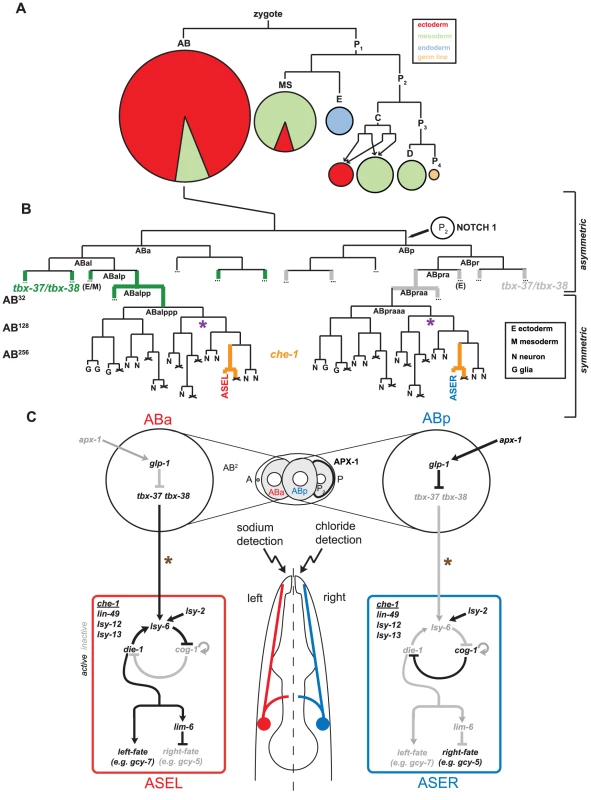 The embryonic origins and specification of the ASE neurons.
