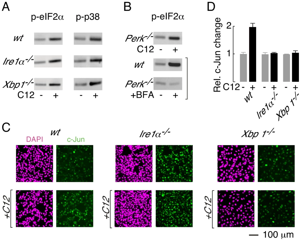 XBP1-independent cellular responses to C12.