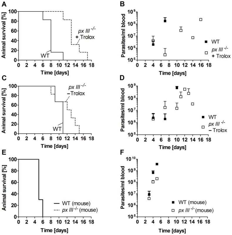 Infectivity of <i>px III</i><sup>−/−</sup> and WT <i>T. brucei</i>.