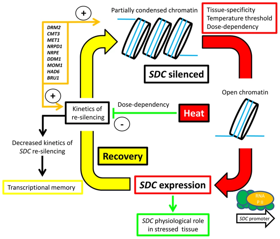 Hypothesized silence/de-silence loop model showing the different steps of transcriptional epigenetic control in the heat-induced expression of the <i>SDC</i> gene.