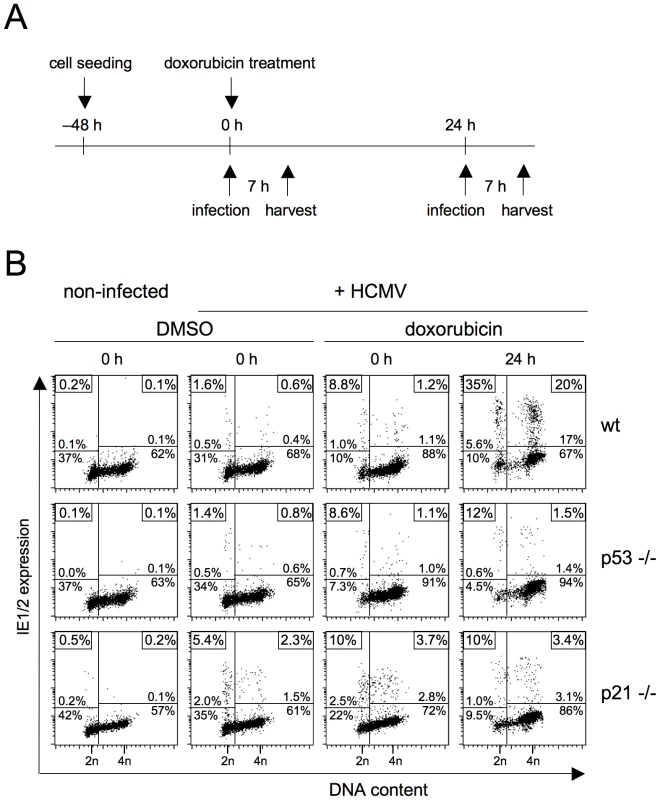 DNA damage-dependent rescue of MIE gene expression in S/G2 depends on the CDK inhibitor p21.