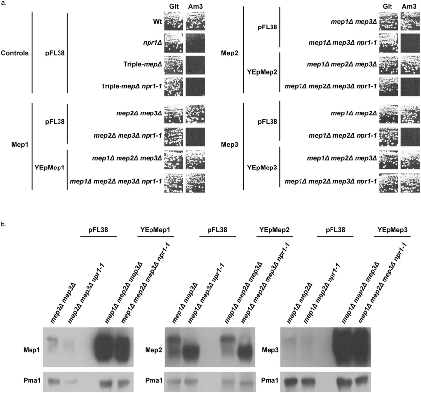 Mep1 and Mep3 overproduction suppresses Npr1 requirement.