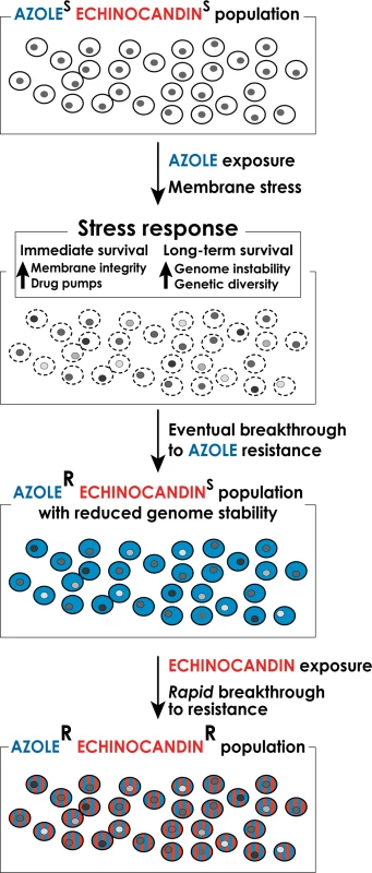 A model for the formation of multidrug-resistant strains of <i>C</i>. <i>glabrata</i>.