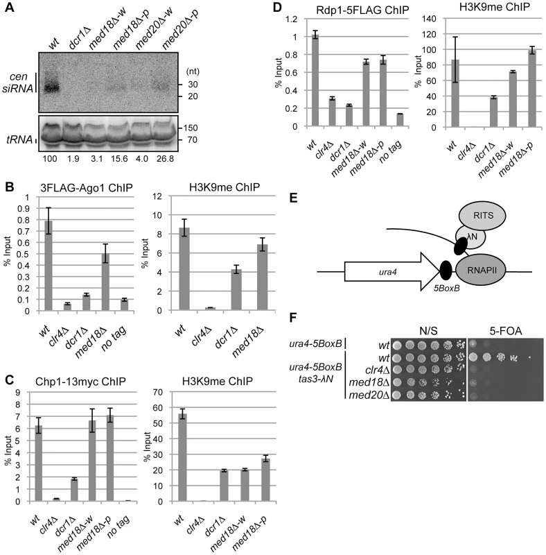 Mediator is required for siRNA formation at the pericentromeric repeats.