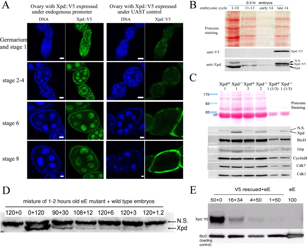 Production of Xpd-deprived embryos.