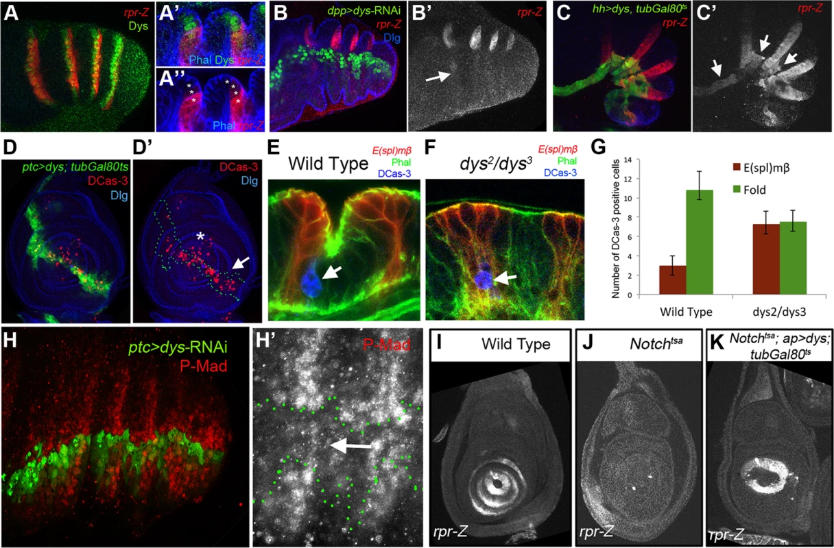 Dys regulates <i>rpr</i> expression and apoptosis.