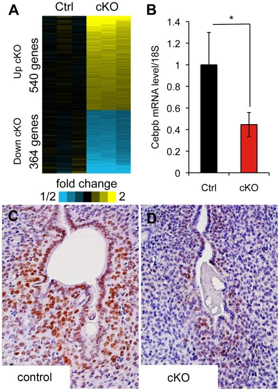 Microarray analysis of <i>Alk2</i> control and cKO uteri at day one of decidualization.