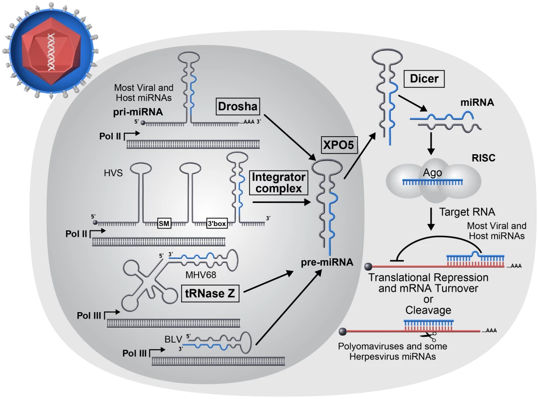 miRNA biogenesis overview.