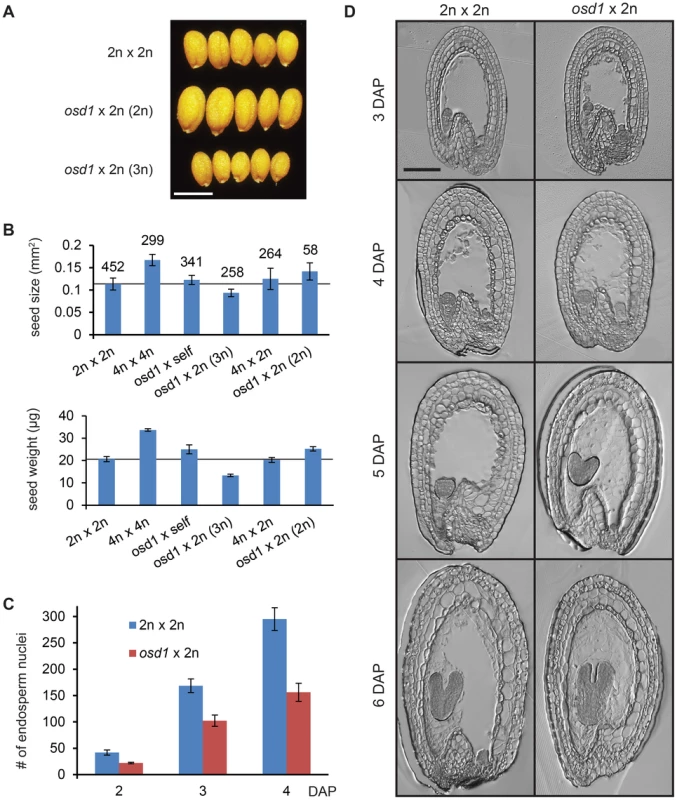 Seeds Derived from Crosses <i>osd1</i>×2n Mimic the Effect of Maternal Excess Interploidy Hybridizations.