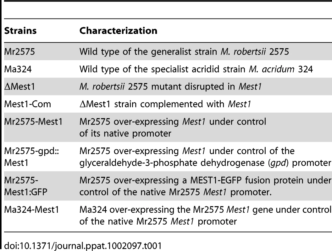 List of <i>Metarhizium</i> strains used in this study.