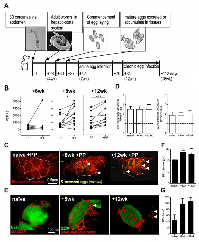 Egg deposition is more abundant within PP-associated vasculature.