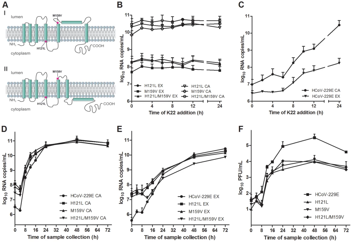 Analysis of recombinant HCoV-229E nsp6 mutants.