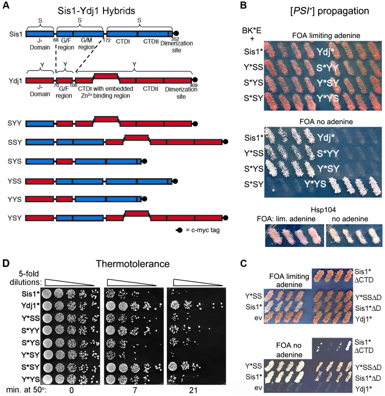 Sis1/Ydj1 hybrid proteins cooperate with <i>E. coli</i> chaperones in distinct processes.