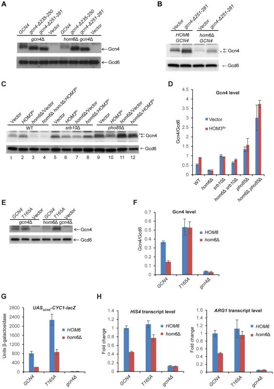 The DNA binding domain is dispensable, but CDK phosphorylation site Thr-165 is required, for depletion of Gcn4 in <i>hom6Δ</i> cells treated with SM.