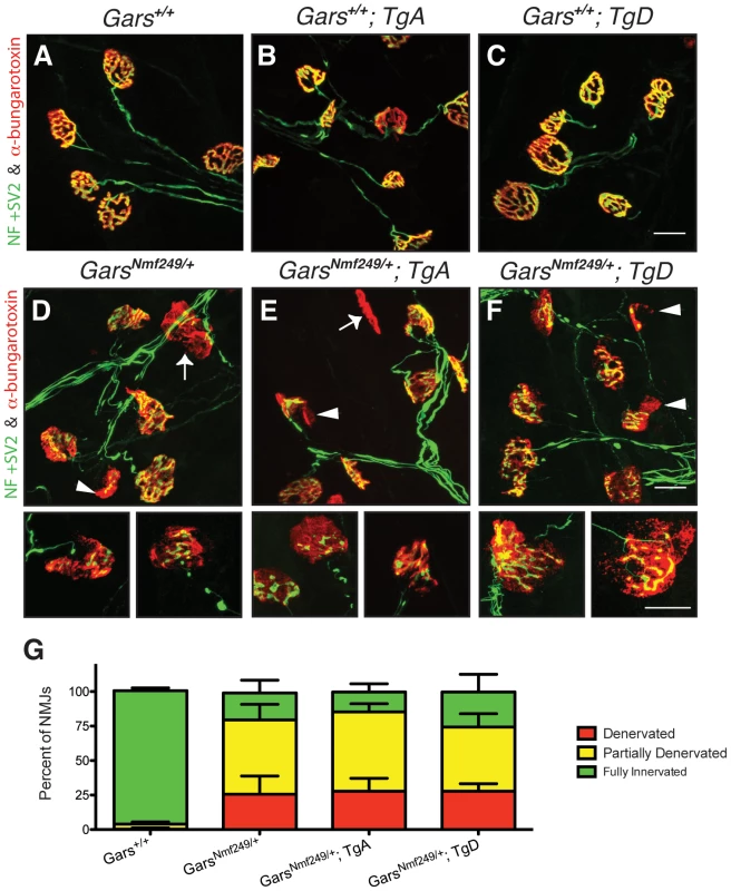 Neuromuscular junction morphology and occupancy.