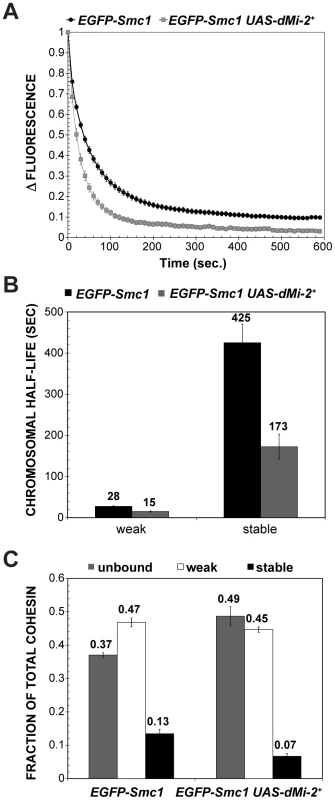dMi-2 decreases the stability and extent of cohesin chromosome binding.