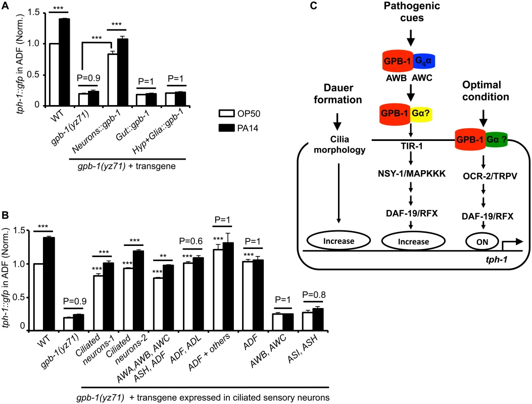 Baseline and pathogen-induced ADF <i>tph-1</i>::<i>gfp</i> expression involve separated GPB-1 functions.