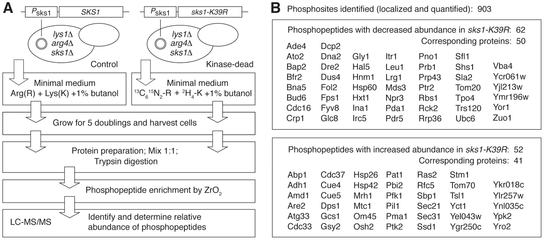 Quantitative phosphoproteomic analysis of the Sks1p signaling network in the filamentous Σ1278b genetic background.