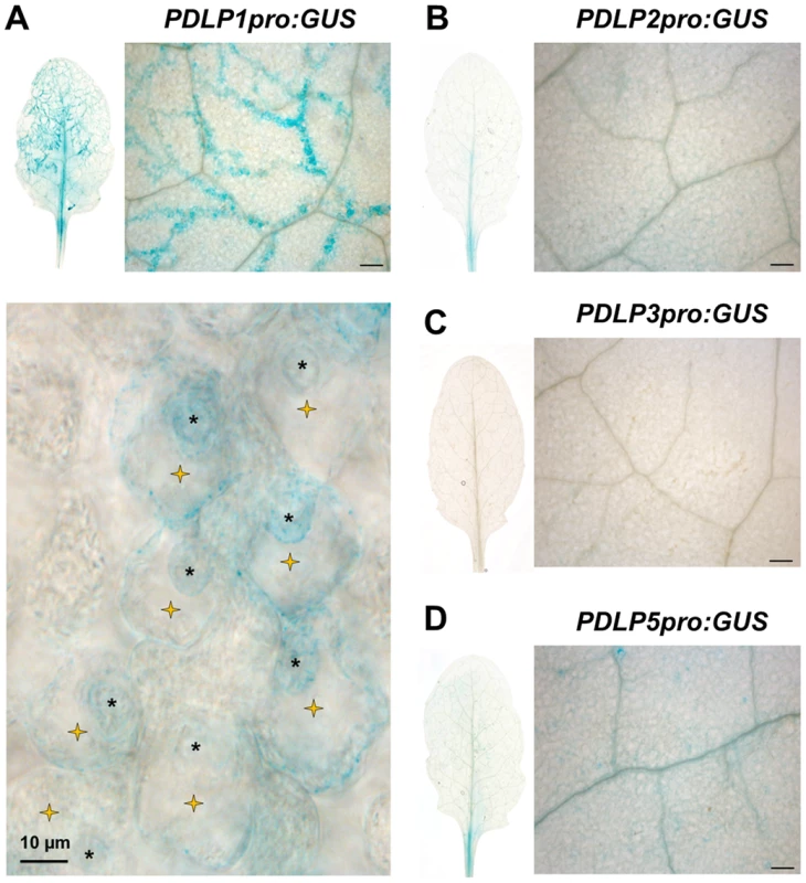 PDLP1 is specifically expressed in <i>Hpa</i> infected mesophyll cells.