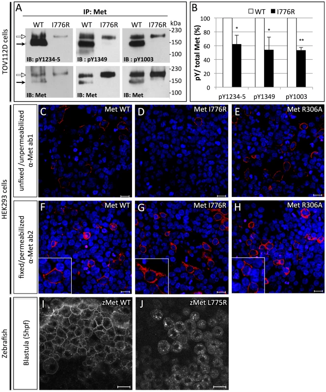 Orthologous murine <i>donut</i> mutation, I776R, impairs HGF signaling and receptor trafficking.