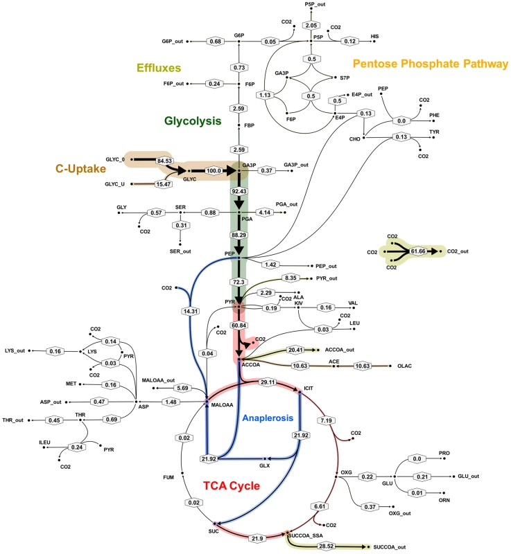 Metabolic flux map B for <i>M. tuberculosis</i> in glycerol limited continuous culture at slow growth rate (t<sub>d</sub> = 69 h).
