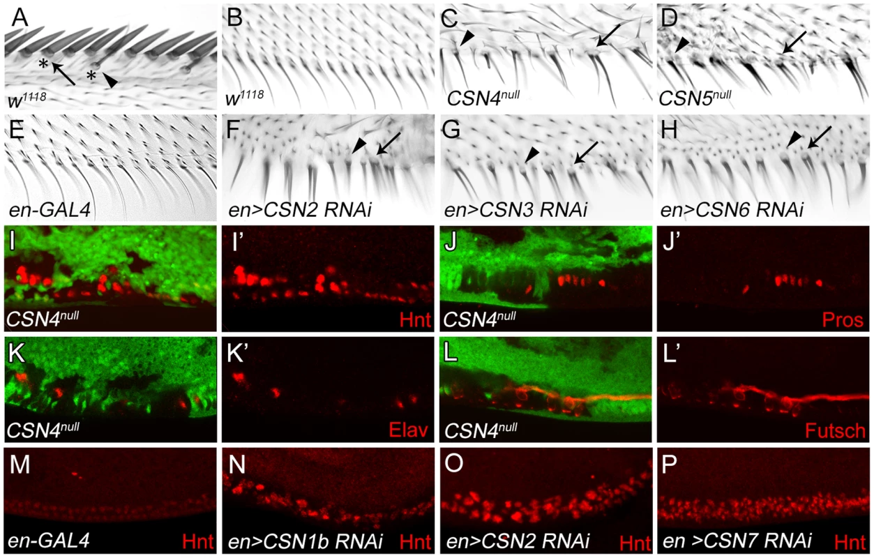 Transformation from non-innervated to innervated PWM bristles in <i>CSN</i> mutants.
