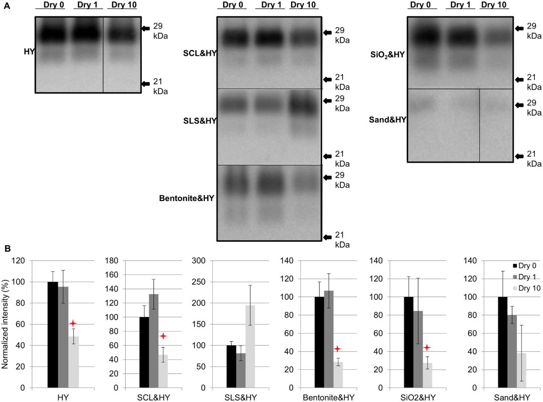 Repeated cycles of drying and wetting alter the resistance of HY PrP<sup>Sc</sup> to digestion with proteinase K.