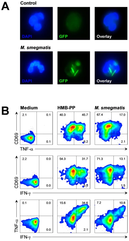 Vγ9/Vδ2 T cells respond to bacteria upon phagocytosis by neutrophils.