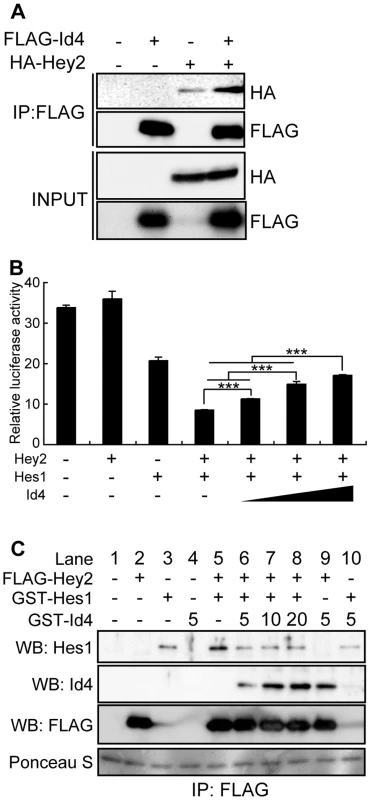 Id4 interacts with Hey2 and inhibits the suppression of reporter activity by Hey2/Hes1 complex.