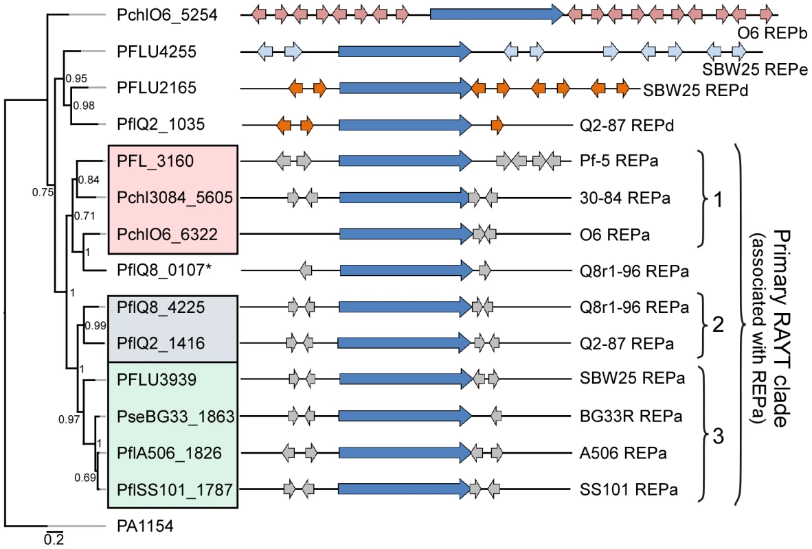 Repeated extragenic palindromic (REP) elements and REP–associated tyrosine transposases (RAYTs) of the <i>P. fluorescens</i> group.