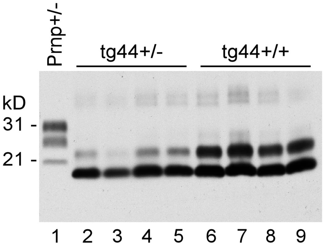 Detection of PrPres by immunoblot using monoclonal antibody D13.