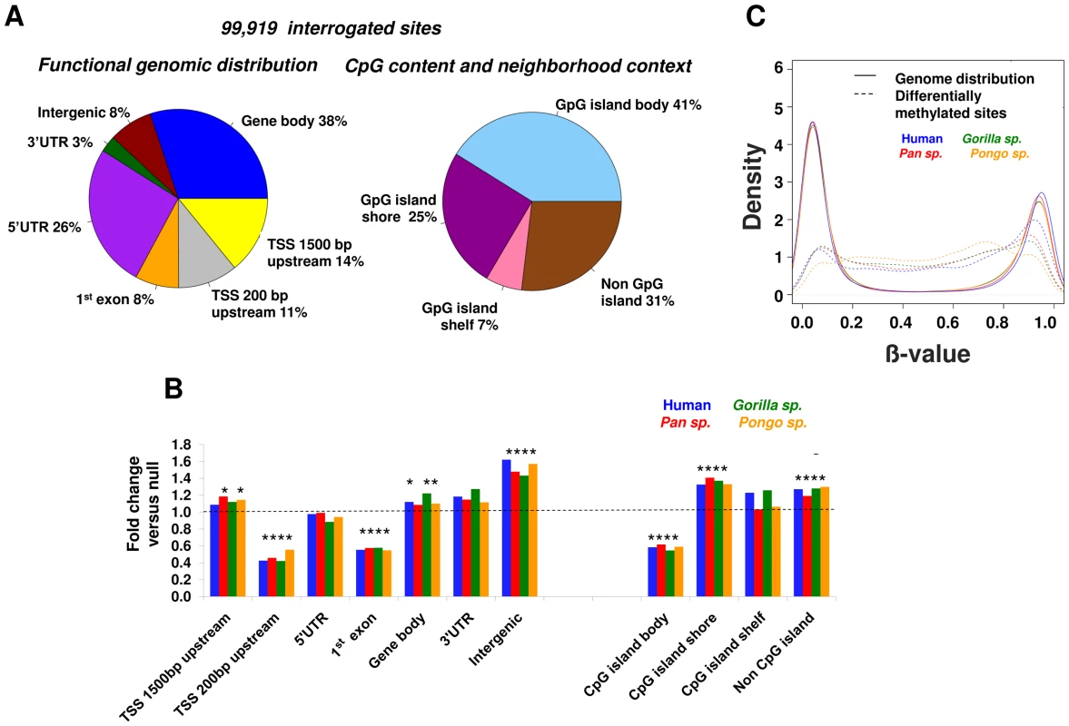 Location of differential methylation in primate genomes.