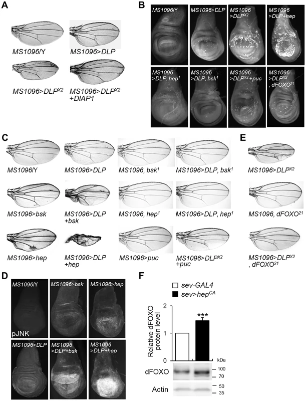 DLP activates apoptosis and the JNK/dFOXO signaling pathway.