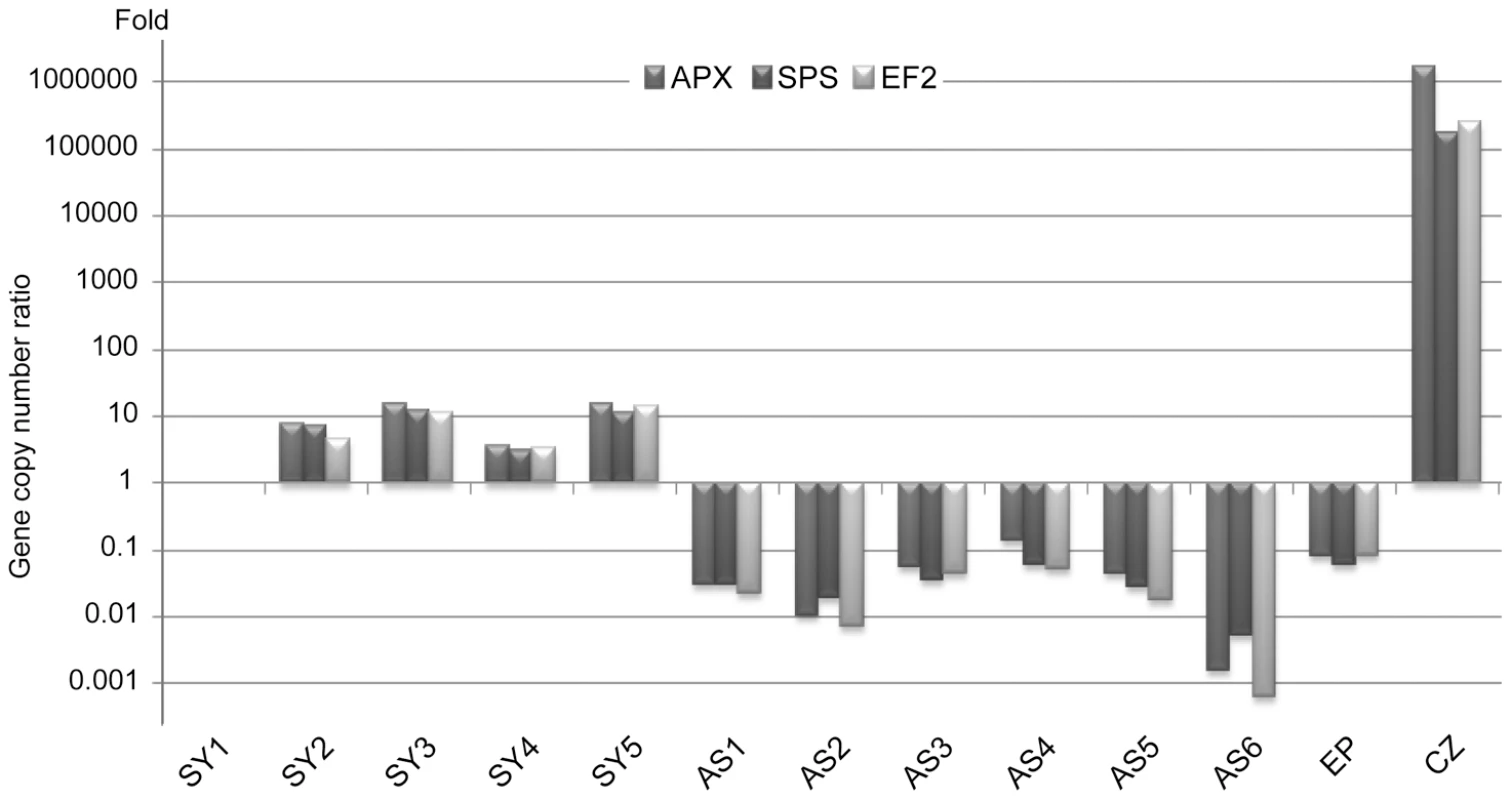 <i>Symbiodinium</i> quantification by real-time quantitative PCR (symbiont to host nuclei ratio).