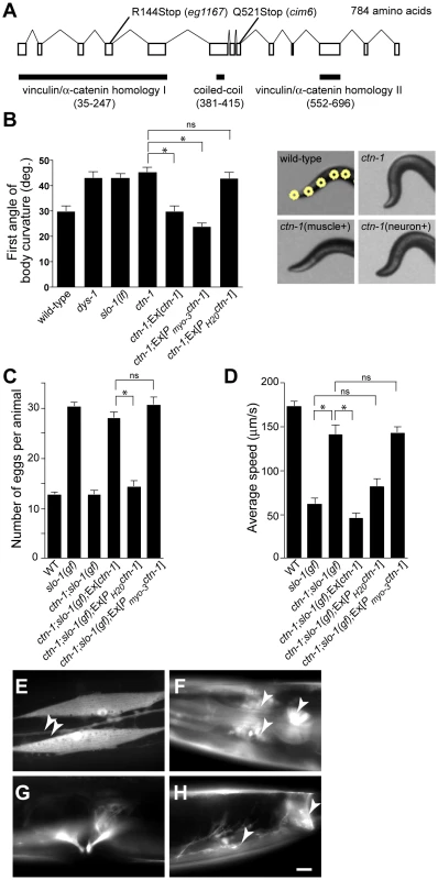 <i>ctn-1</i>, an α-catulin homologue, has two distinct roles in mediating SLO-1 function.