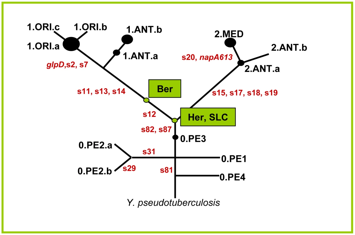 Schematic phylogenetic tree of <i>Y. pestis</i> derived from Achtman <i>et al.</i> <em class="ref">[<b>11</b>]</em> with the position of the ancient strains.