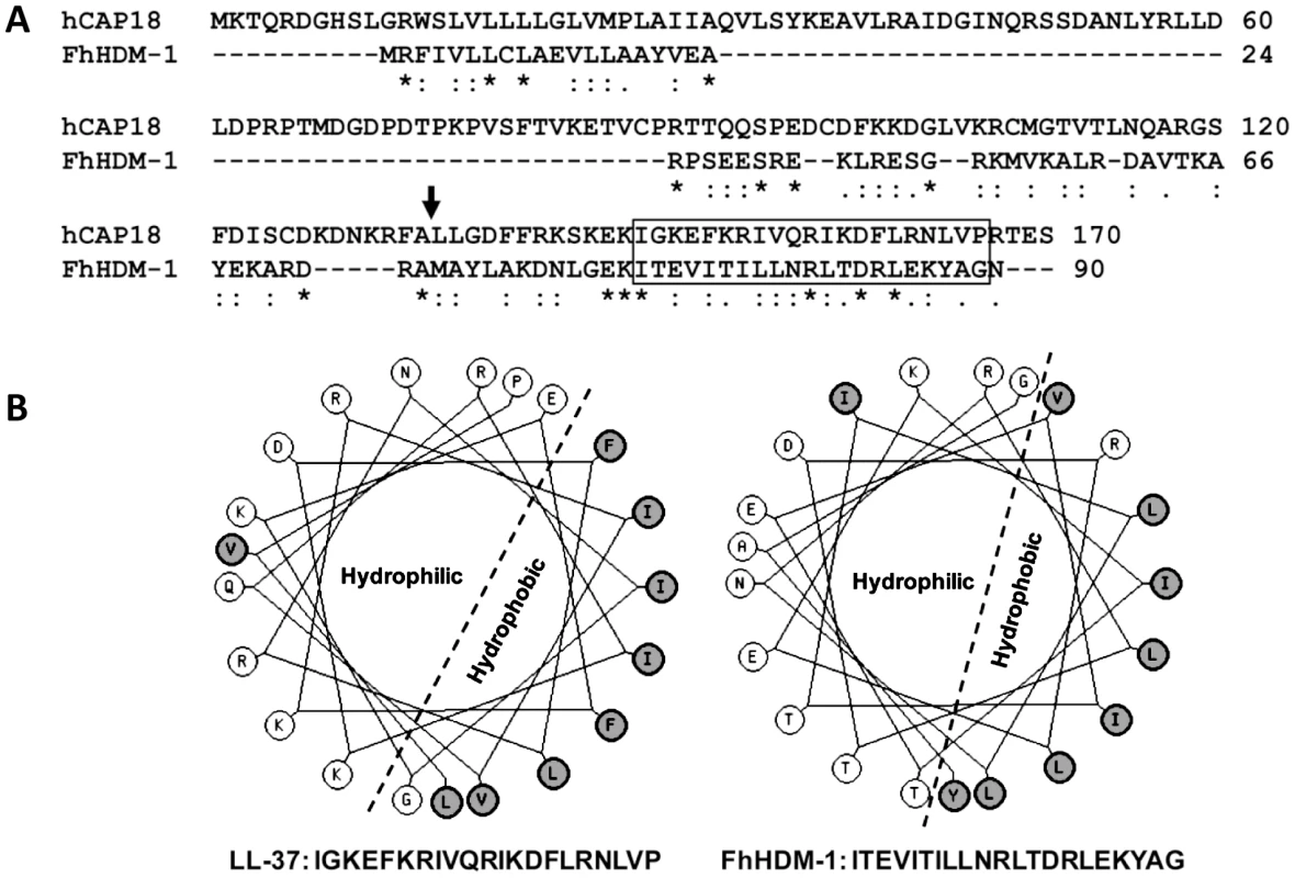 FhHDM-1 is structurally homologous with LL-37.