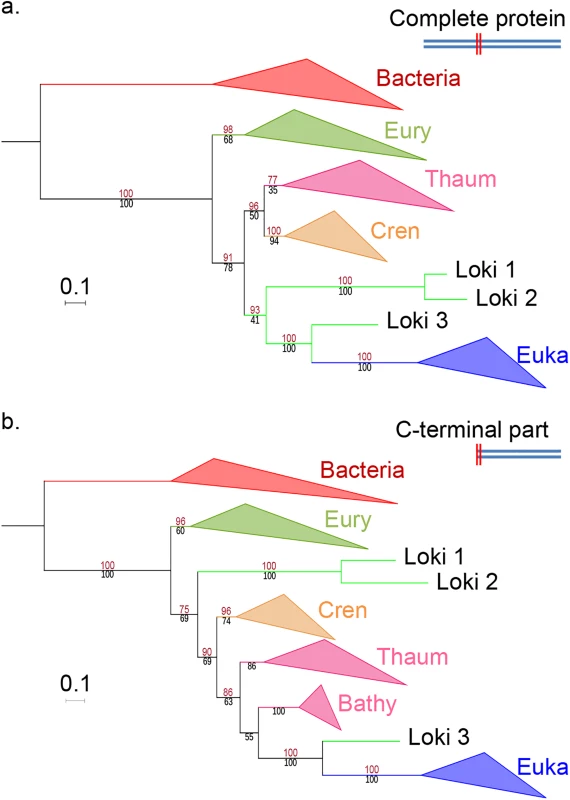 EF2 phylogenetic trees, based on the curated dataset after inclusion of bathyarchaeal sequences.