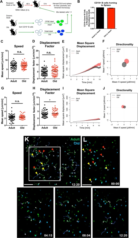 Normal migration of CD19<sup>+</sup> B cells from old mice.