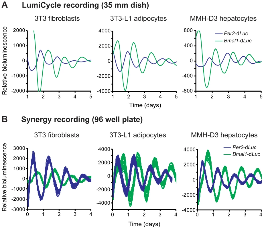 Fibroblasts, adipocytes, and hepatocytes display bioluminescence rhythms.