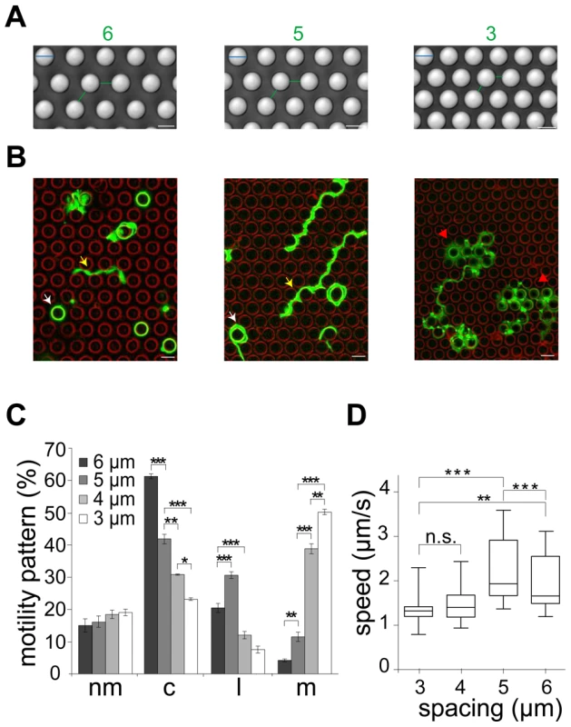 Different sporozoite migration patterns in micro-structured obstacles arrays.