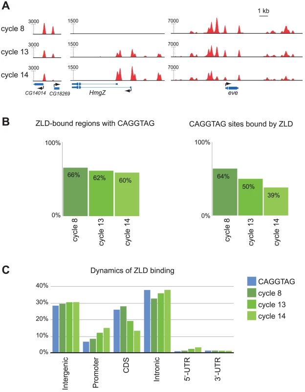 ZLD binding dynamics through the MZT.