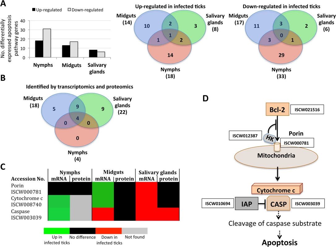 Characterization of apoptosis differentially expressed genes and represented proteins in response to <i>A</i>. <i>phagocytophilum</i> infection in <i>I</i>. <i>scapularis</i>.