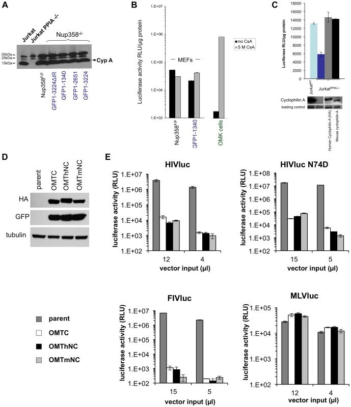 Human and mouse cyclophilin domains are functionally similar.