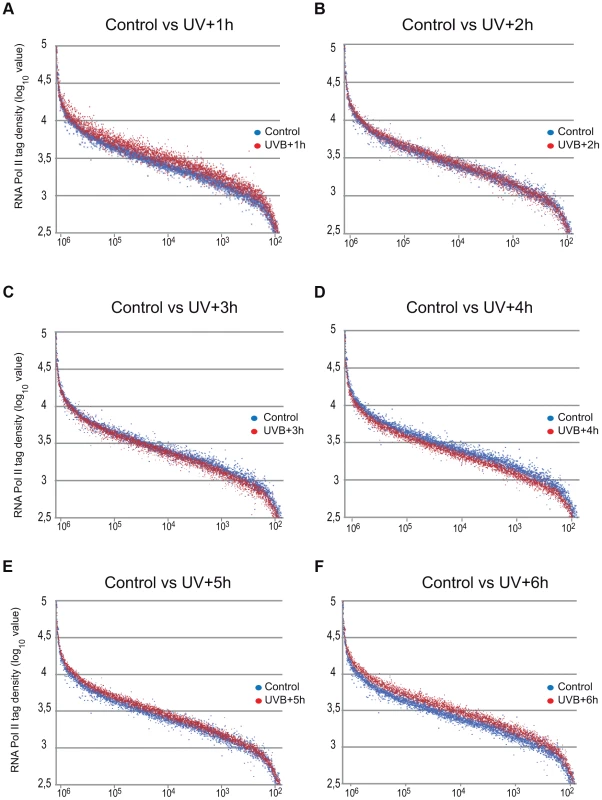 Global Pol II tag density changes dynamically in the gene body regions of all transcribed genes following UVB irradiation.