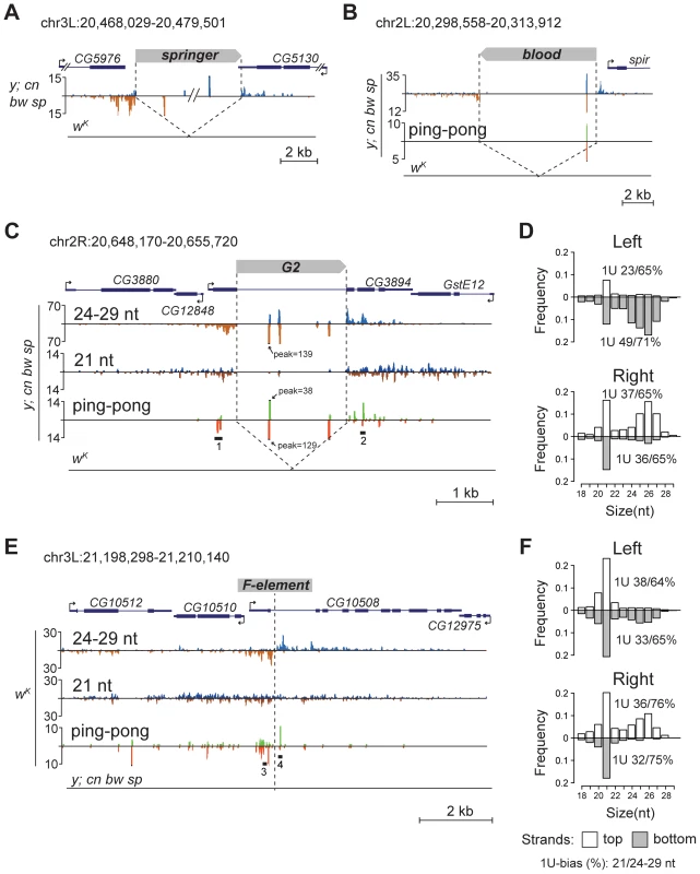 TE insertions generate double-stranded mixed pi- and endo-siRNA clusters in the germline.