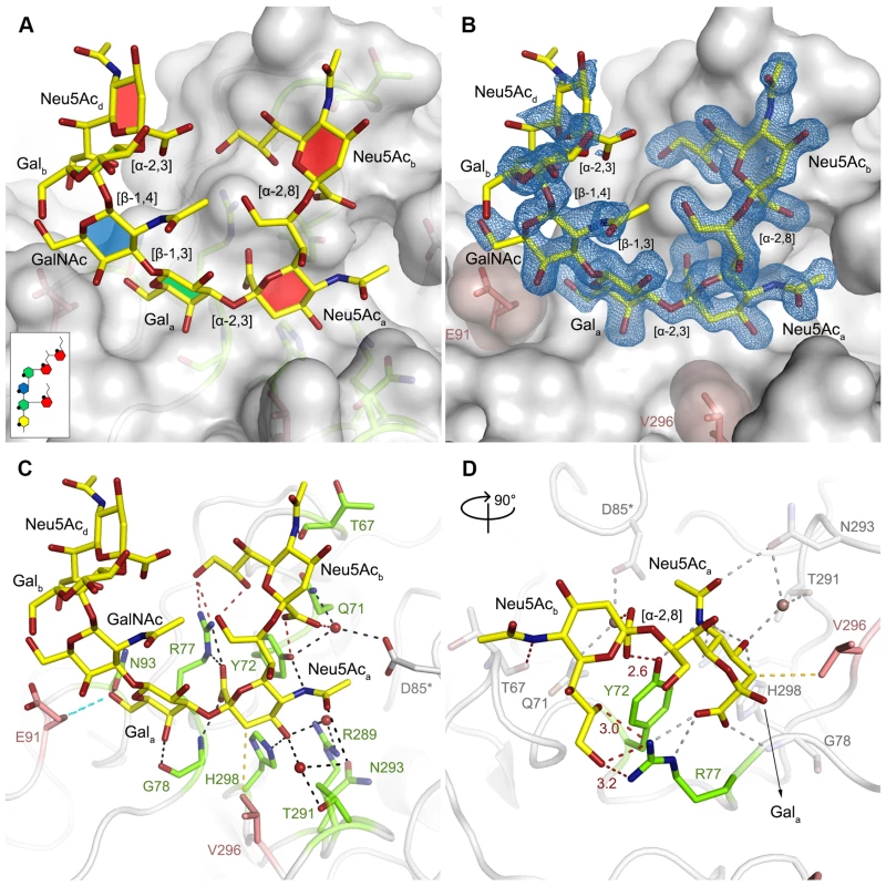 Binding of GT1a to PTA.