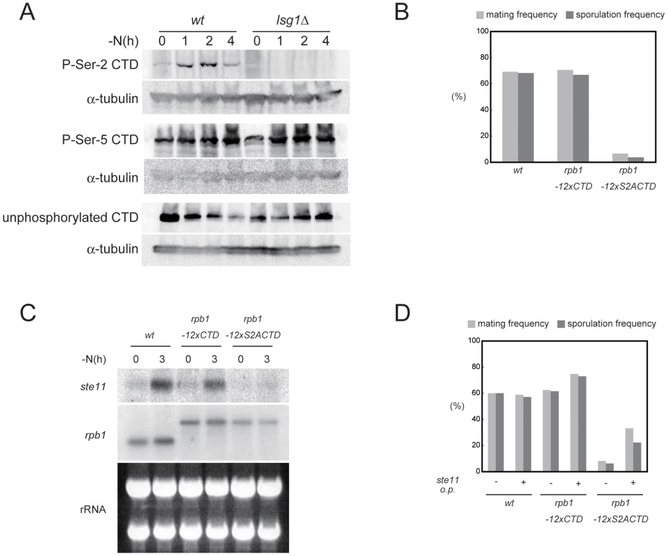 The phosphorylation of Ser-2 residues on Pol II CTD is required for <i>ste11</i> expression.